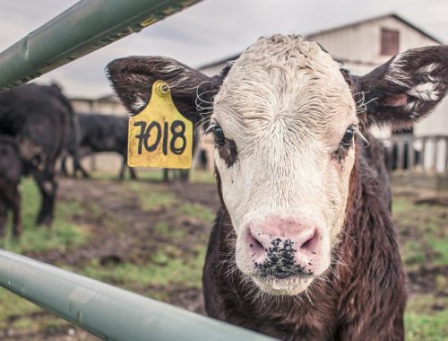 staking boeren oktober - column