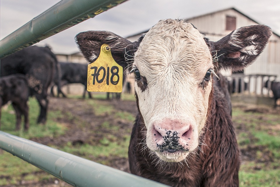 staking boeren oktober - column