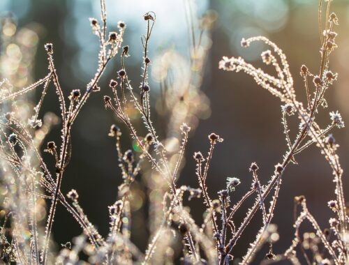 Voorjaarskriebels in de winter