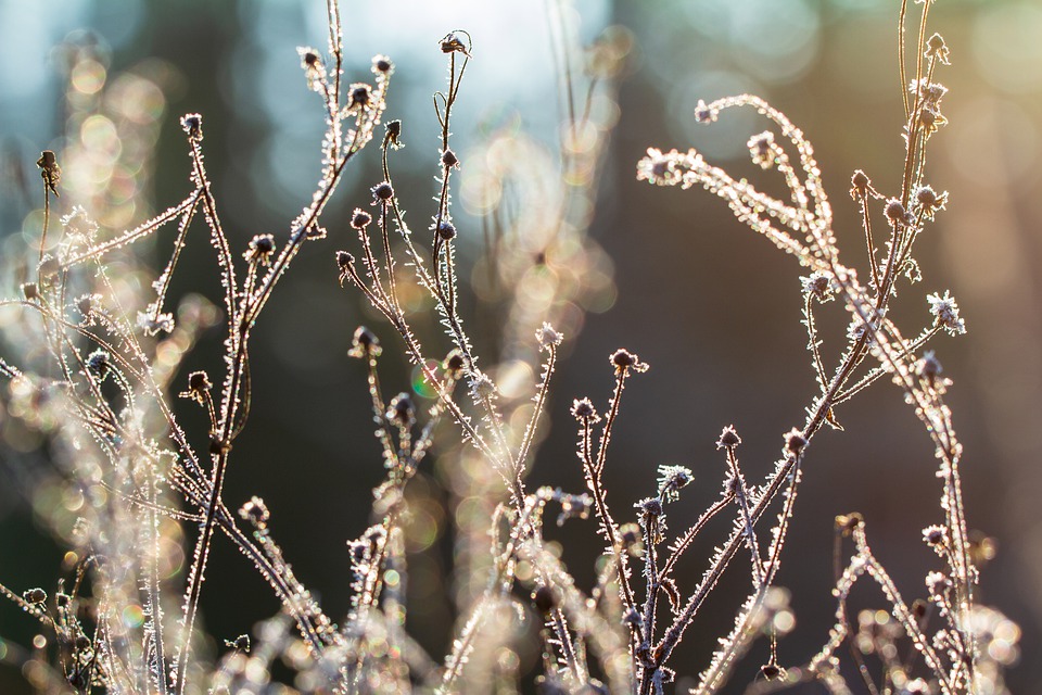 Voorjaarskriebels in de winter